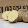 Agria aardappel pootgoed