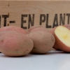 Alouette Aardappel Pootgoed