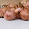Red Sun sjalot biologisch