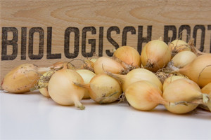 Santero Plantuien Biologisch plantgoed