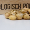 Sturon Plantuien Pootgoed