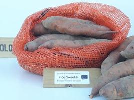 Zoete aardappel 'Indo Sweet' Bio Consumptie